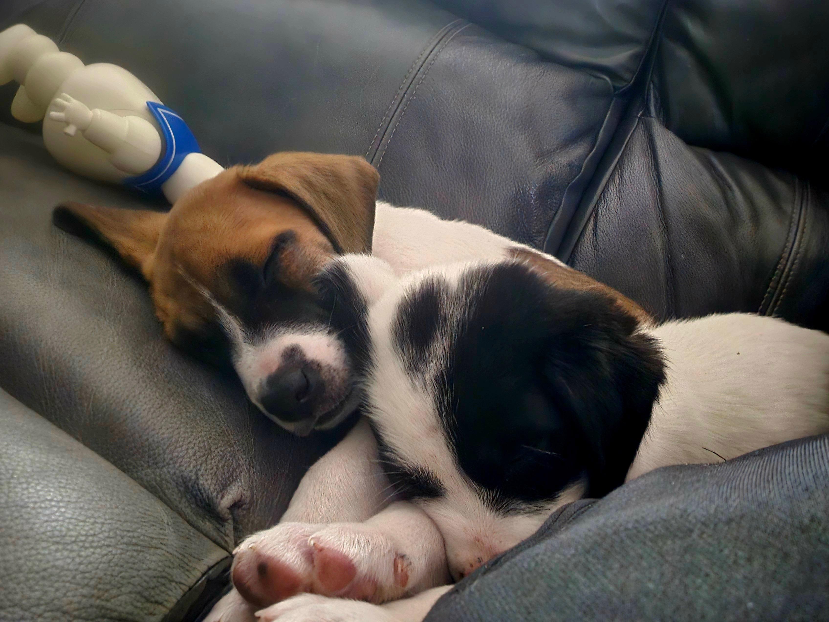 Holly, a Adoptable Mixed Breed in Seville, OH image 5/6