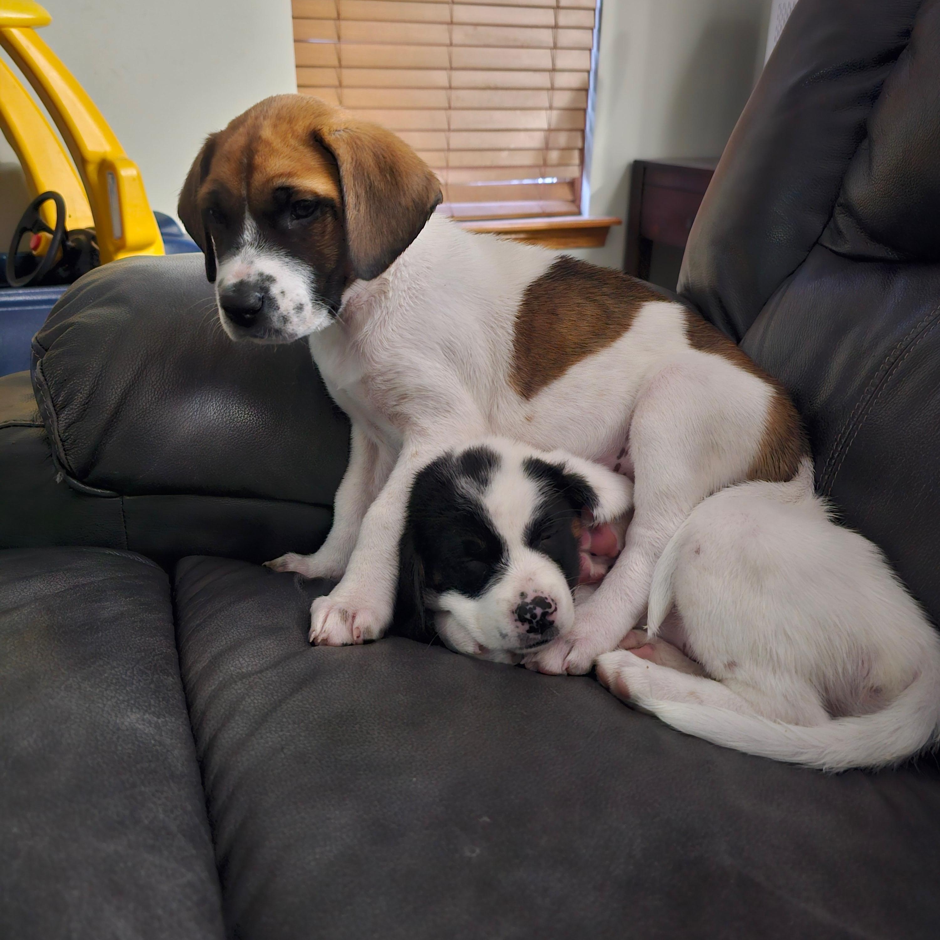 Holly, a Adoptable Mixed Breed in Seville, OH image 6/6