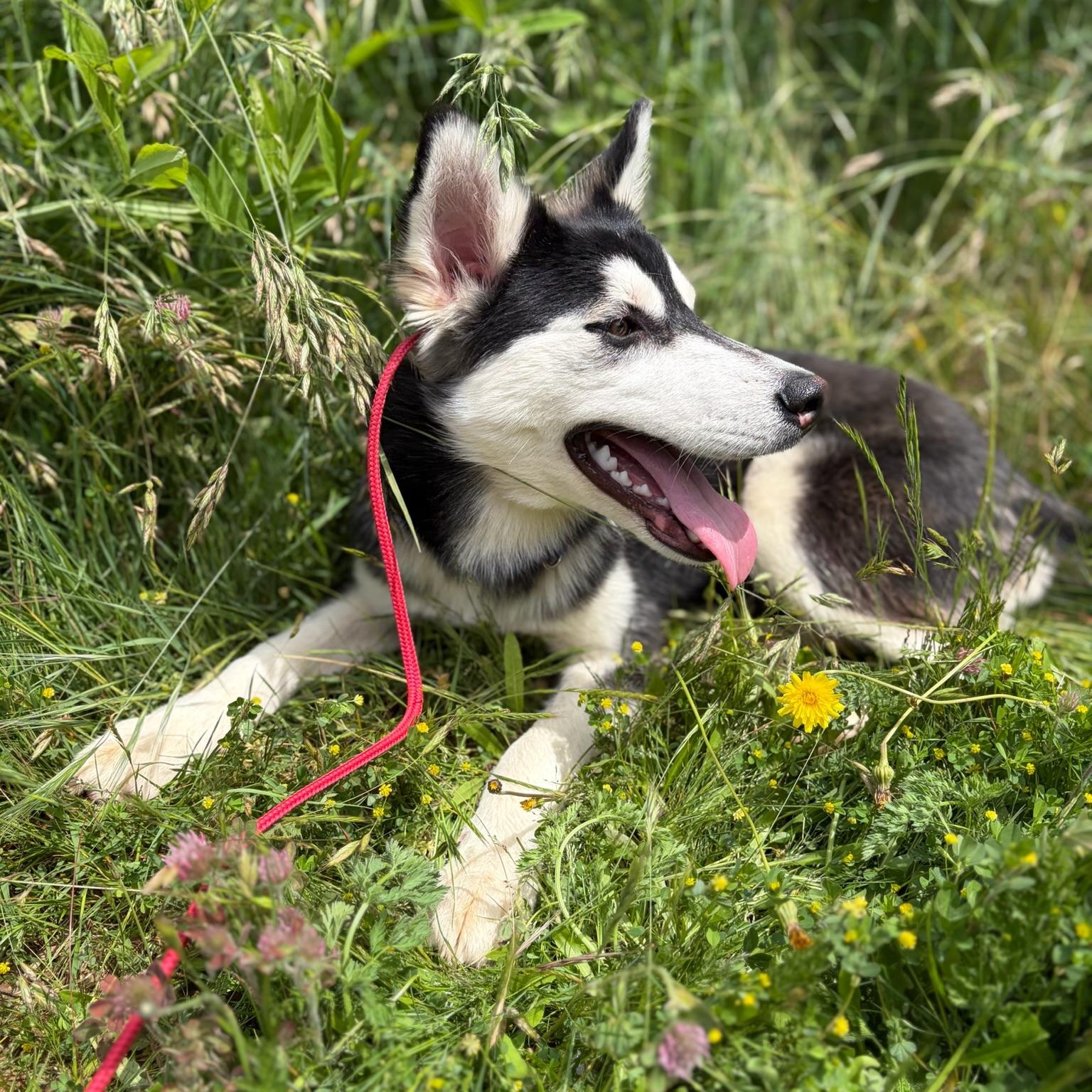 Enlarge Cher- Talented Girl, an adopted Siberian Husky in Grass Valley, CA image 5/6