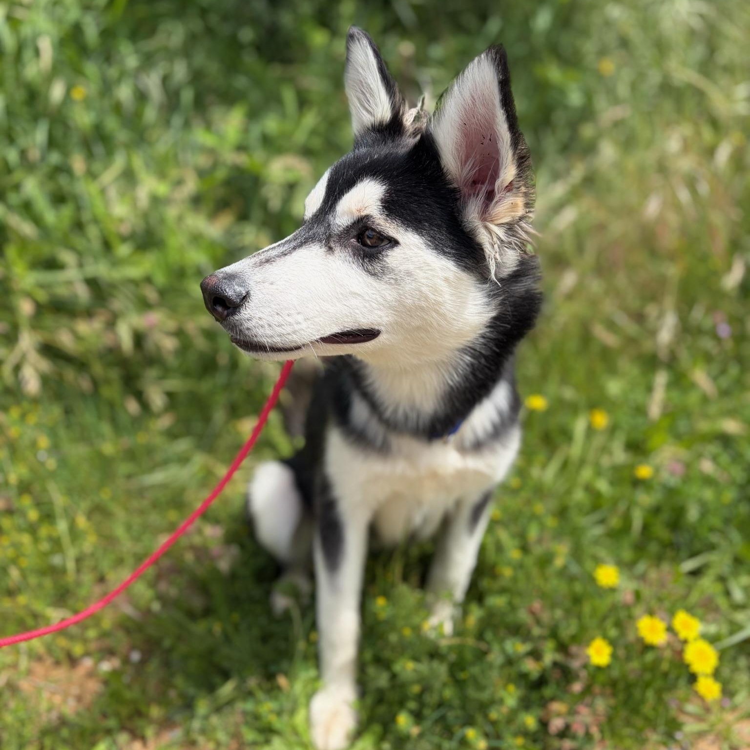 Enlarge Cher- Talented Girl, an adopted Siberian Husky in Grass Valley, CA image 2/6