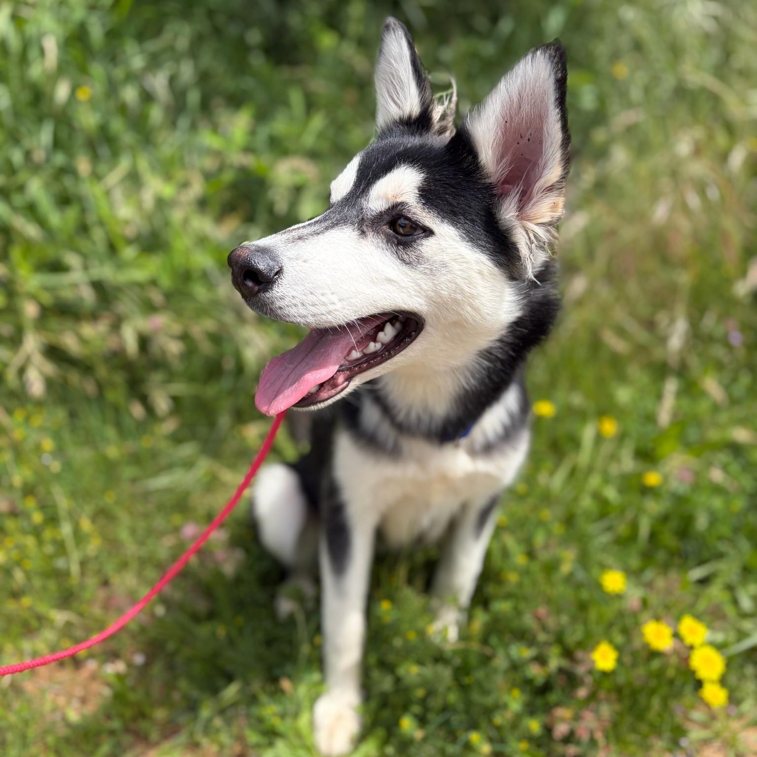 Enlarge Cher- Talented Girl, an adopted Siberian Husky in Grass Valley, CA image 4/6