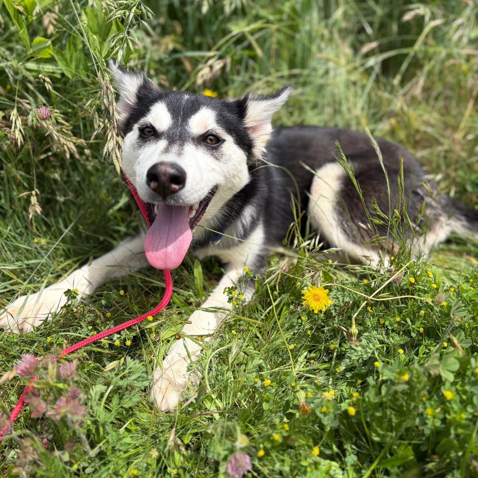 Enlarge Cher- Talented Girl, an adopted Siberian Husky in Grass Valley, CA image 3/6