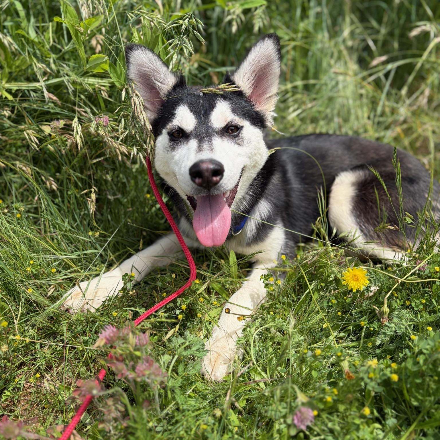 Cher- Talented Girl, adopted, Young Female Siberian Husky.