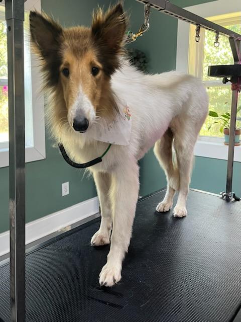 Daisy ~ PENDING, Adoptable, Young Female Collie.