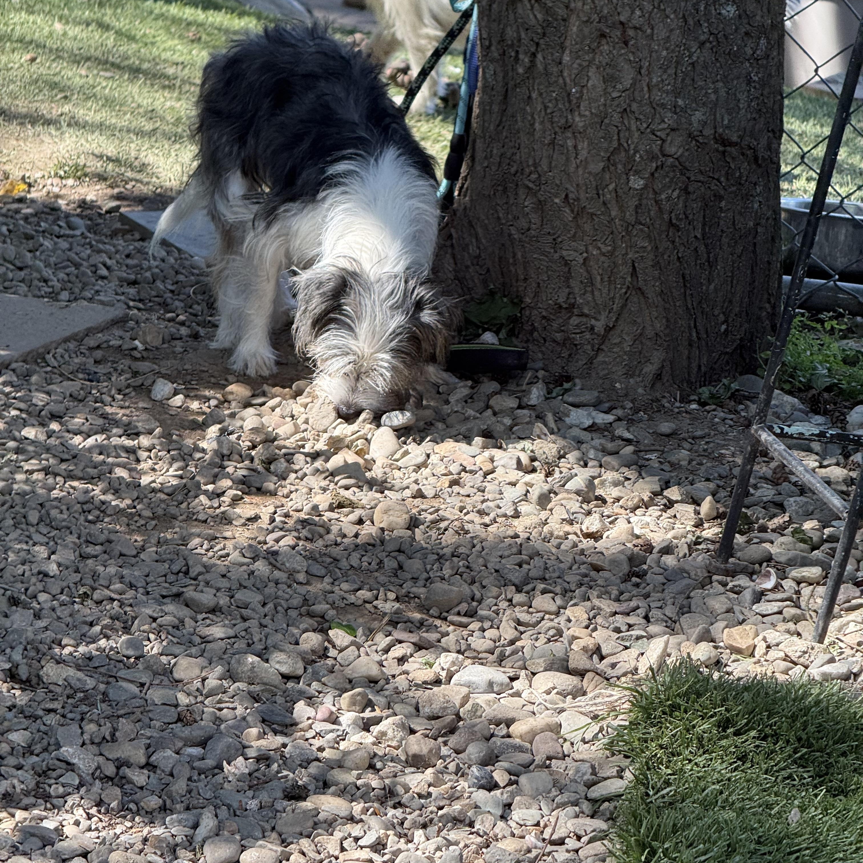 Darla, an adopted mixed breed in Bayville , NY image 5/6