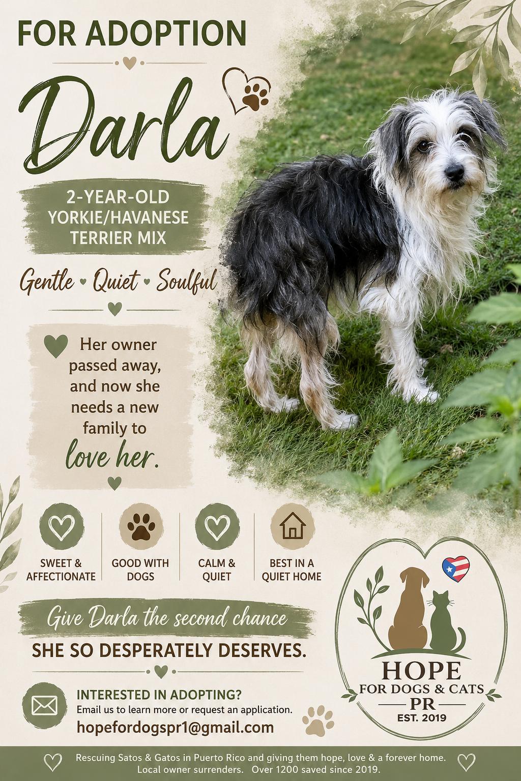 Darla, an adopted mixed breed in Bayville , NY image 6/6