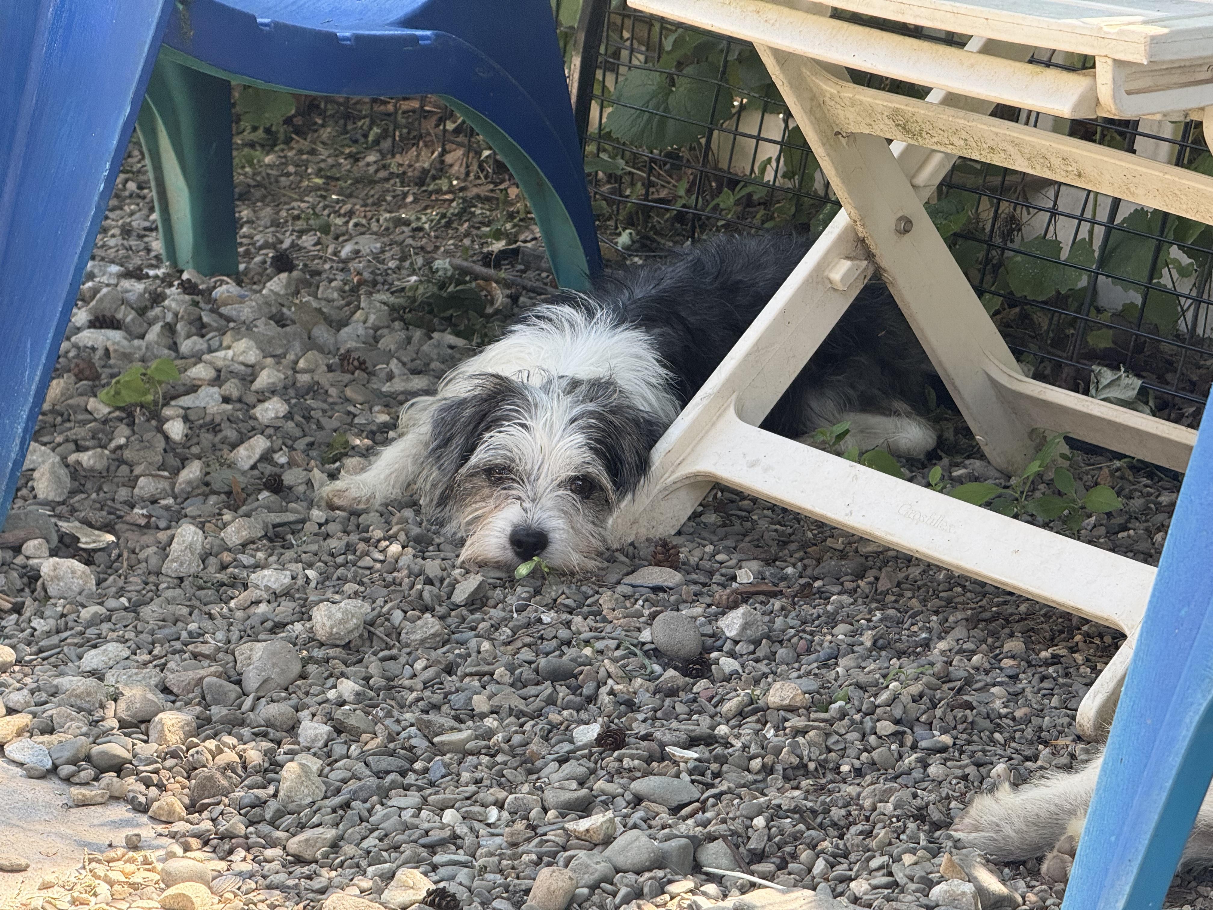 Darla, an adopted mixed breed in Bayville , NY image 3/6