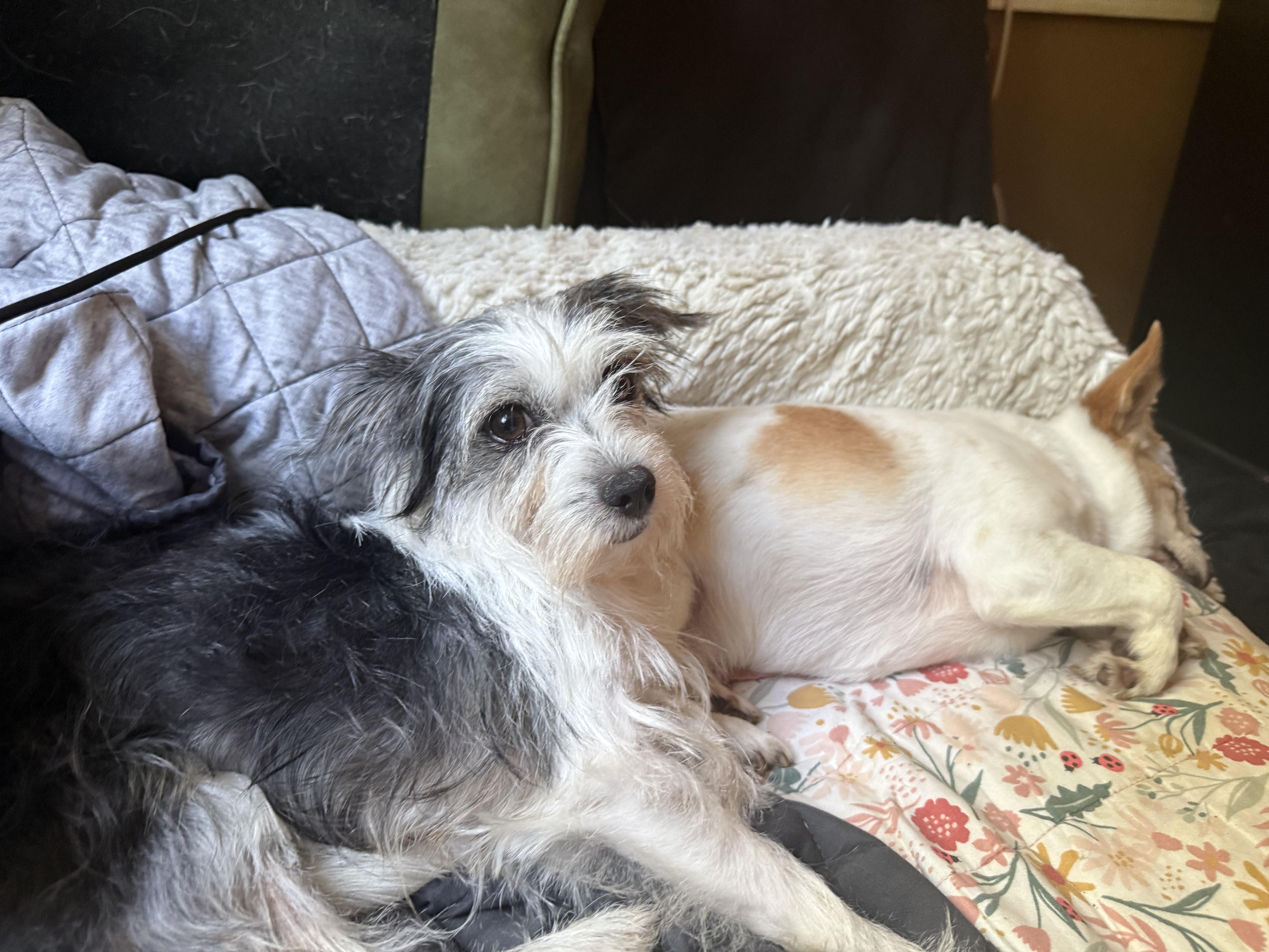 Darla, an adopted mixed breed in Bayville , NY image 4/6