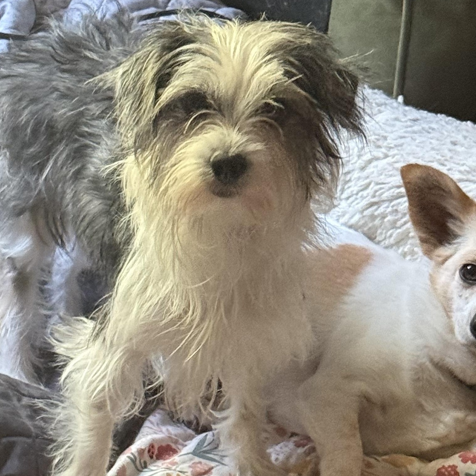 Darla, adopted, Adult Female Yorkie Poo.
