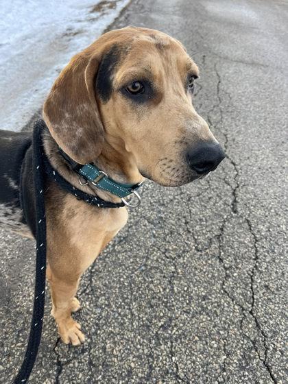 Kanen, Adoptable, Adult Male Hound & Mixed Breed.