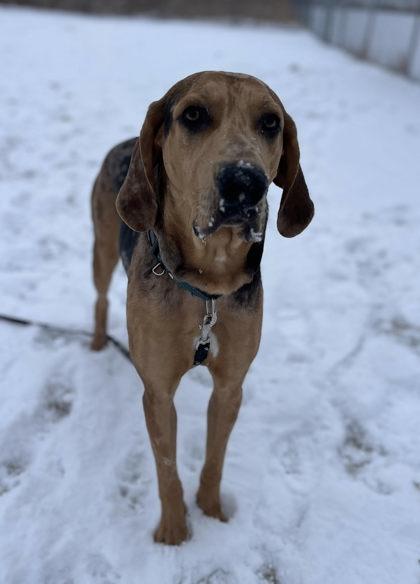 Enlarge Kanen, a Adoptable mixed breed in Shawano, WI image 2/2
