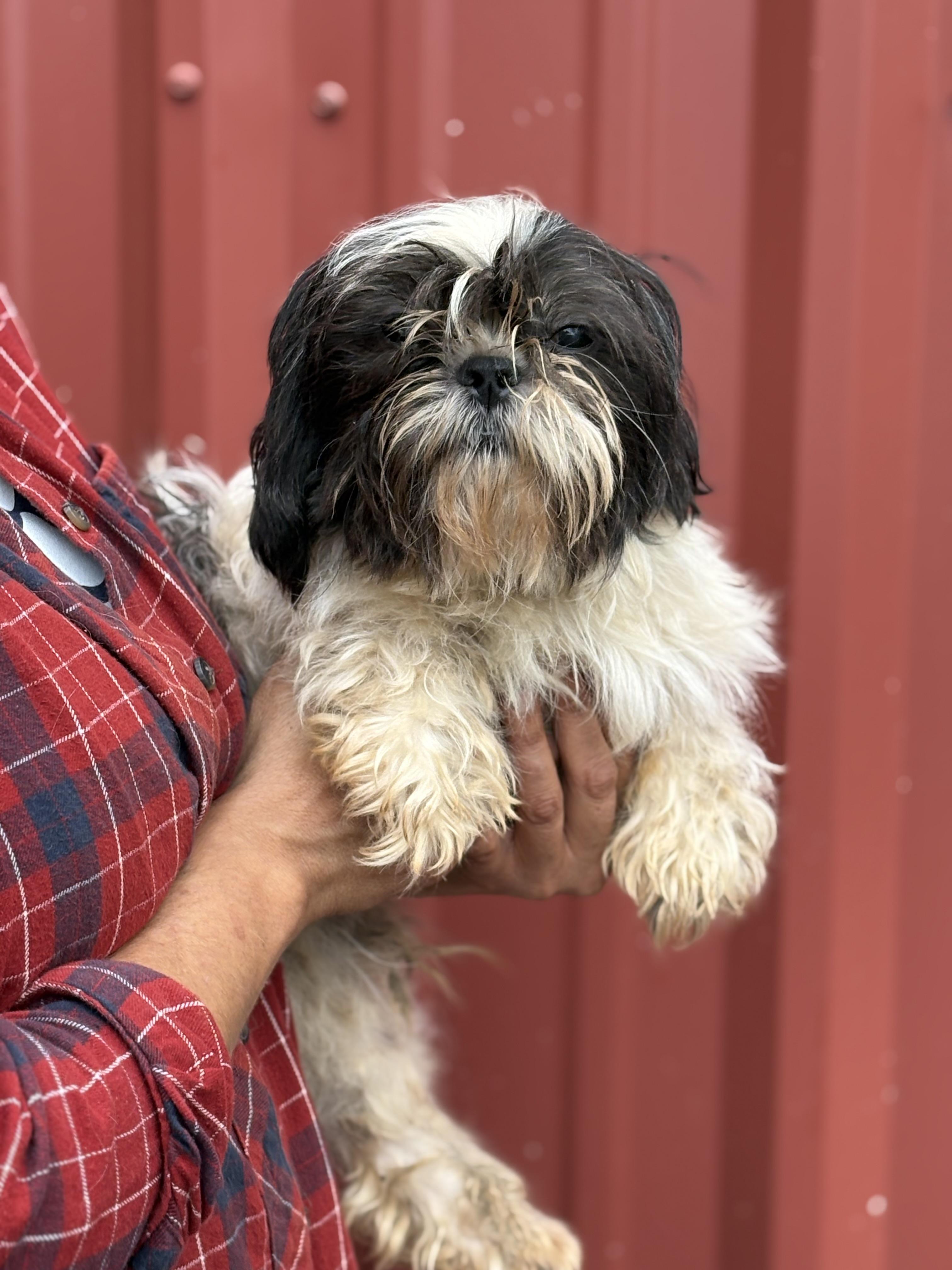 Jelly, Adopted, Young Male Shih Tzu.