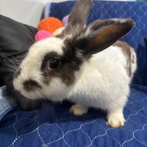 Enlarge Devin, a Adoptable English Spot in Navarre, FL image 2/2