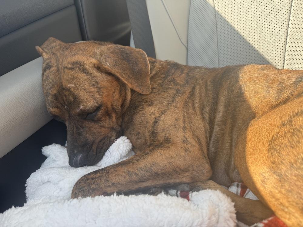 Enlarge Madison, a Adoptable mixed breed in Richmond, TX image 2/2