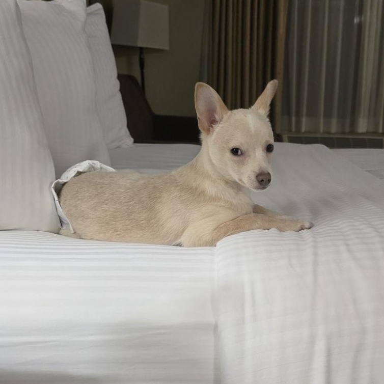 Enlarge Peanut, a Adoptable mixed breed in Portland, OR image 3/6