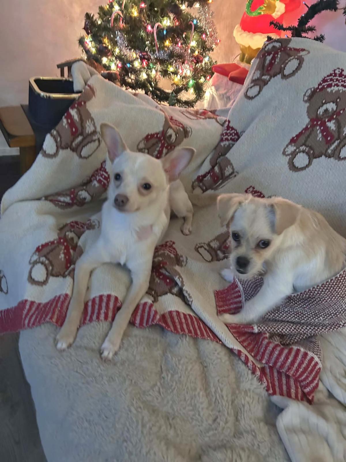 Enlarge Peanut, a Adoptable mixed breed in Hermiston, OR image 5/6