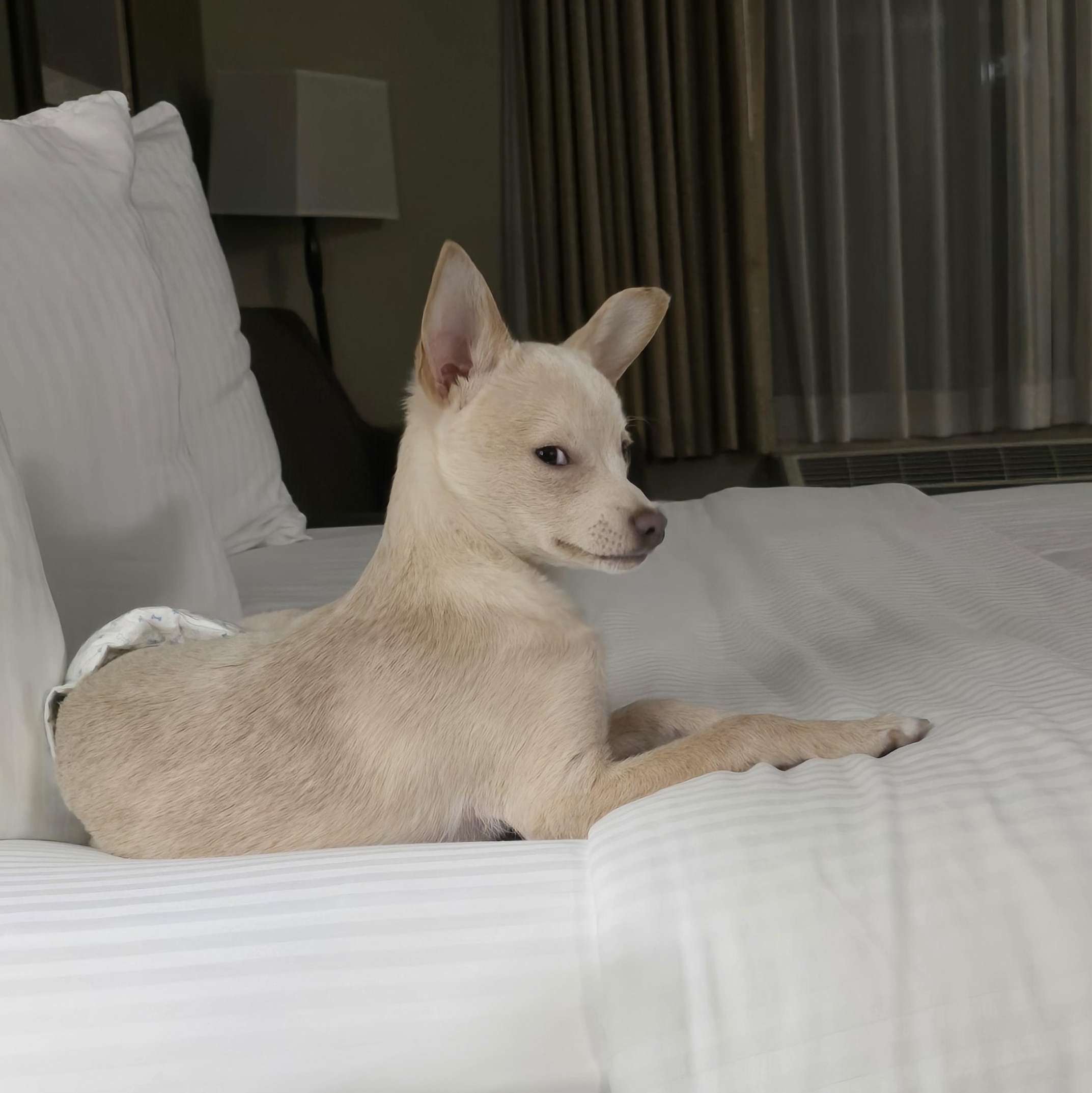 Enlarge Peanut, a Adoptable mixed breed in Portland, OR image 4/6