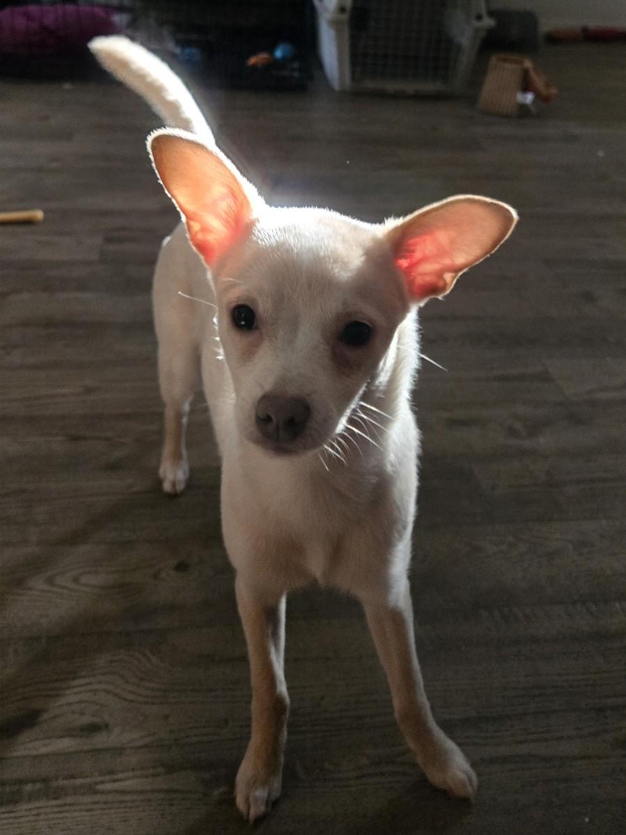 Peanut, Adoptable, Young Male Chihuahua.