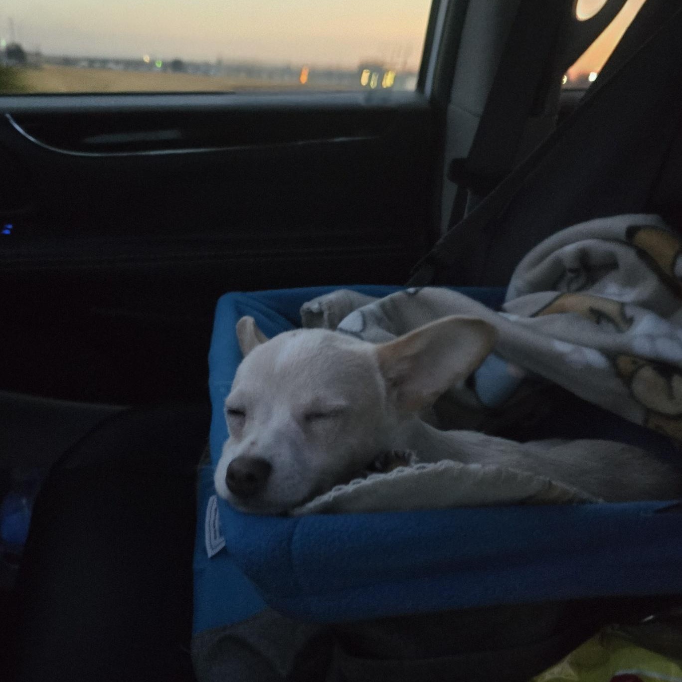 Enlarge Peanut, a Adoptable mixed breed in Portland, OR image 5/6