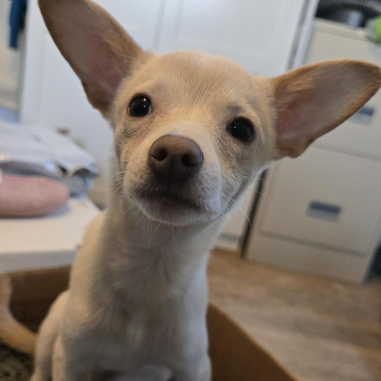 Enlarge Peanut, a Adoptable mixed breed in Portland, OR image 2/6