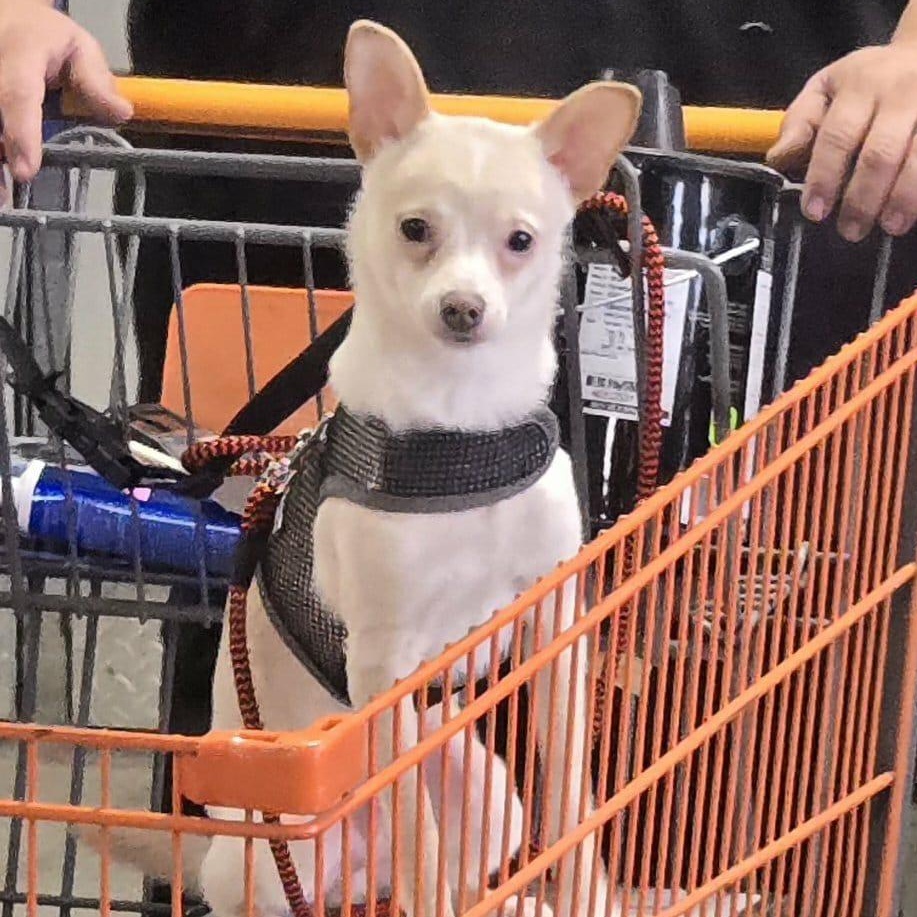 Enlarge Peanut, a Adoptable mixed breed in Hermiston, OR image 1/6