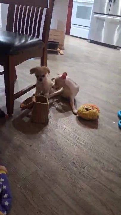 Enlarge Peanut, a Adoptable mixed breed in Portland, OR video 6/6