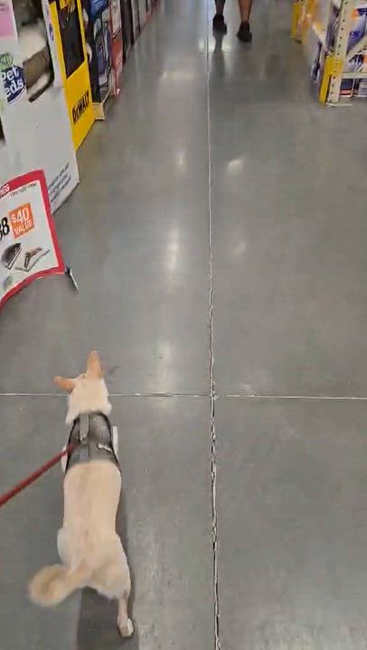 Enlarge Peanut, a Adoptable mixed breed in Hermiston, OR video 4/6