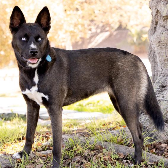 Sky, a ADOPTABLE mixed breed in Marina Del Rey, CA image 6/6