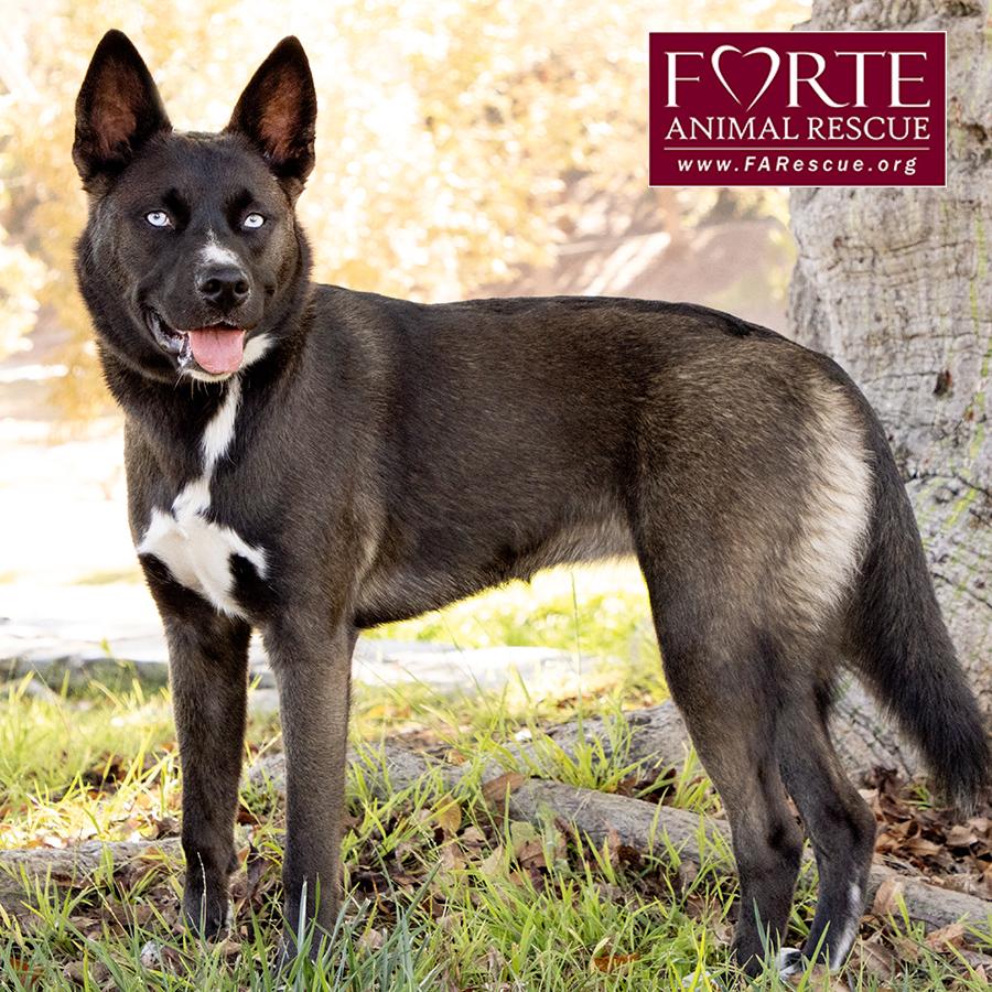 Sky, a ADOPTABLE mixed breed in Marina Del Rey, CA image 2/6