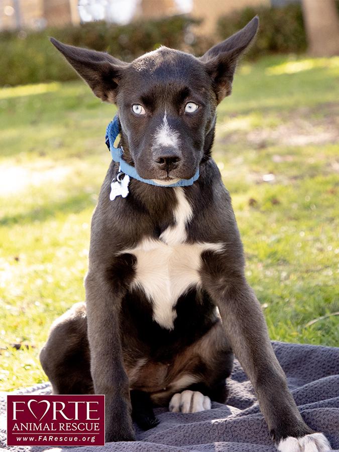 Sky, a ADOPTABLE mixed breed in Marina Del Rey, CA image 6/6