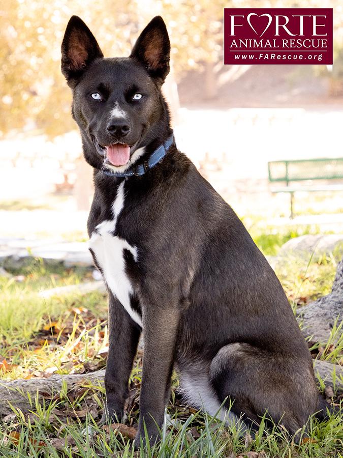 Sky, a ADOPTABLE mixed breed in Marina Del Rey, CA image 4/6