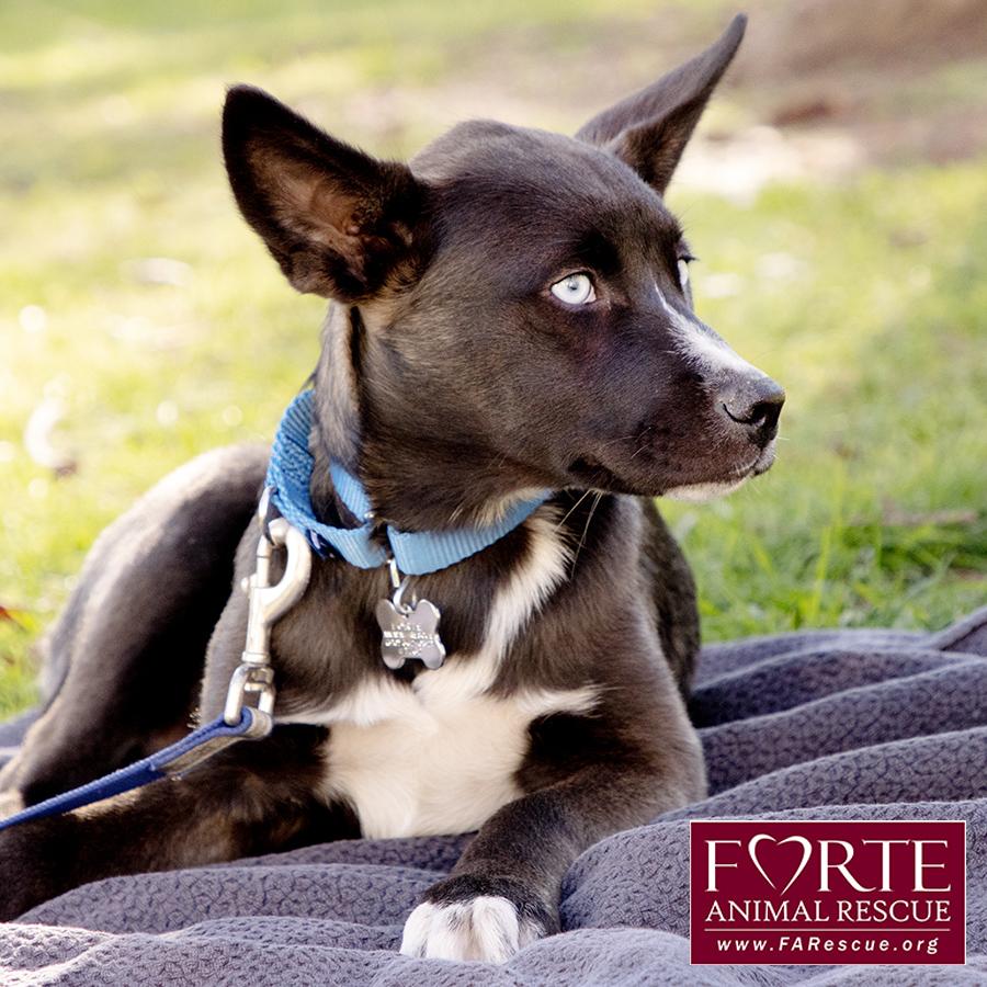 Sky, a ADOPTABLE mixed breed in Marina Del Rey, CA image 2/6