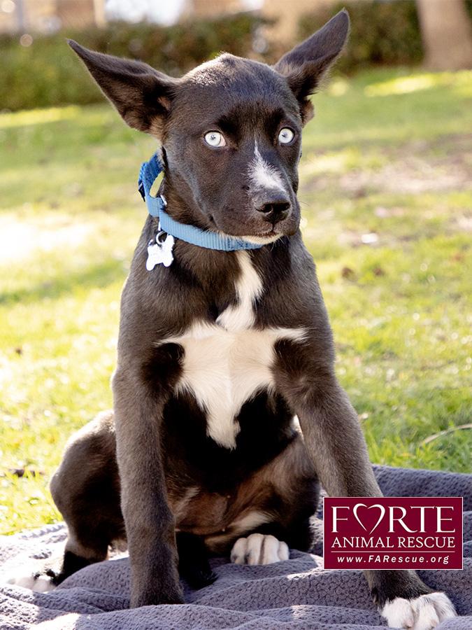 Sky, a ADOPTABLE mixed breed in Marina Del Rey, CA image 5/6