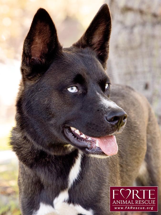 Sky, a ADOPTABLE mixed breed in Marina Del Rey, CA image 3/6