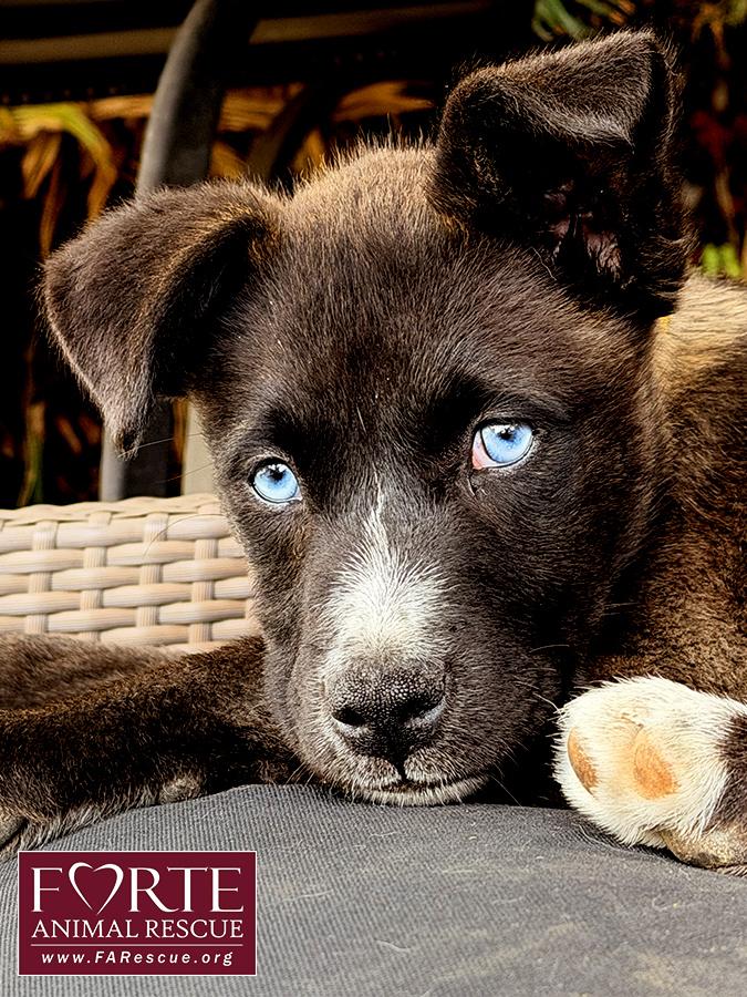 Sky, ADOPTABLE, Puppy Female Husky & Border Collie.