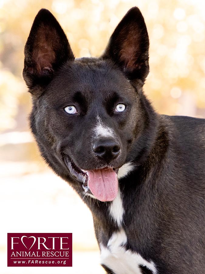 Sky, a ADOPTABLE mixed breed in Marina Del Rey, CA image 5/6