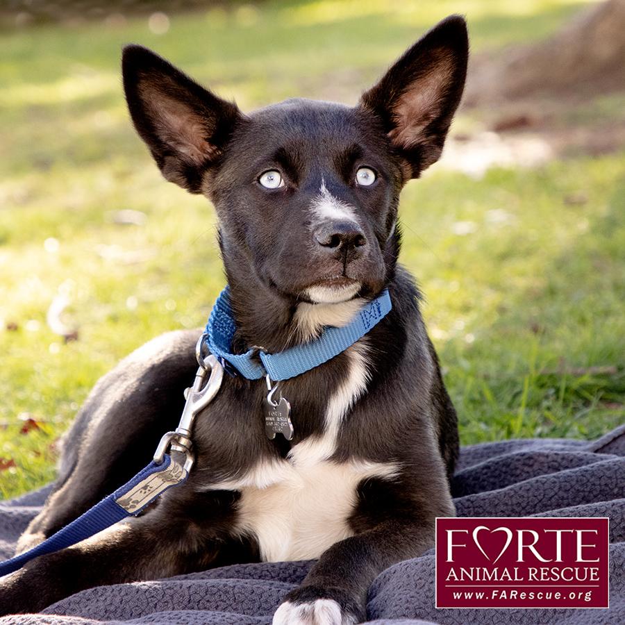 Sky, a ADOPTABLE mixed breed in Marina Del Rey, CA image 4/6