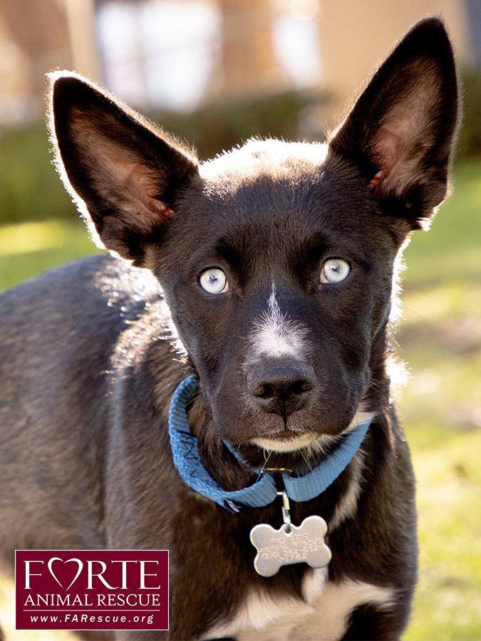 Sky, ADOPTABLE, Puppy Female Husky & Border Collie.