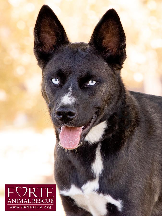 Sky, a ADOPTABLE mixed breed in Marina Del Rey, CA image 1/6