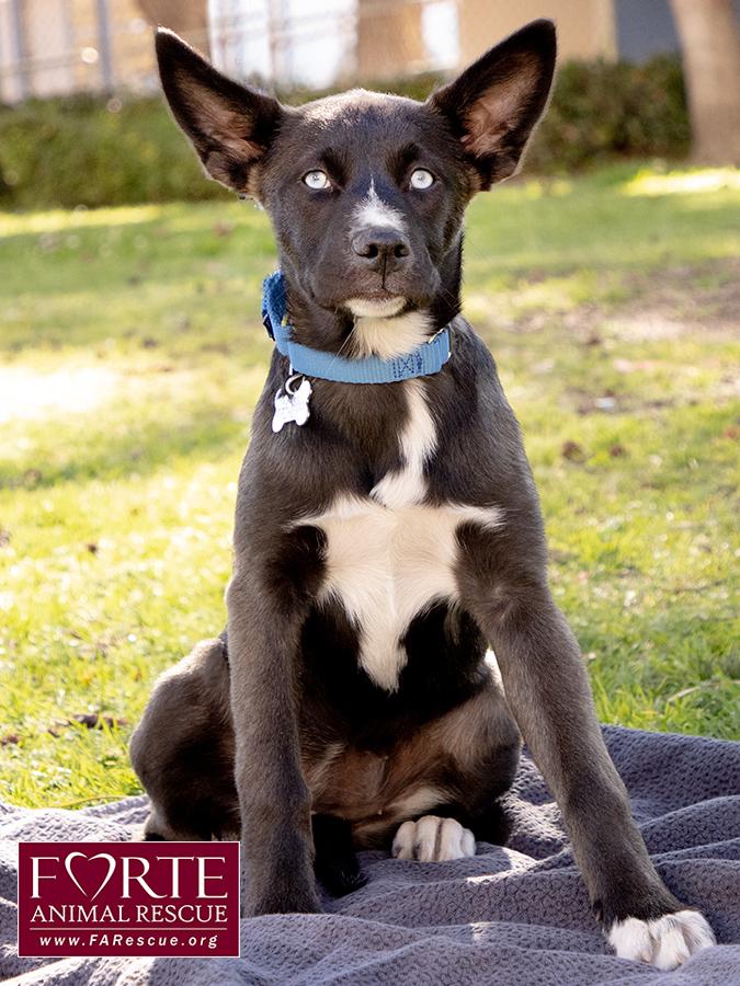 Sky, a ADOPTABLE mixed breed in Marina Del Rey, CA image 3/6