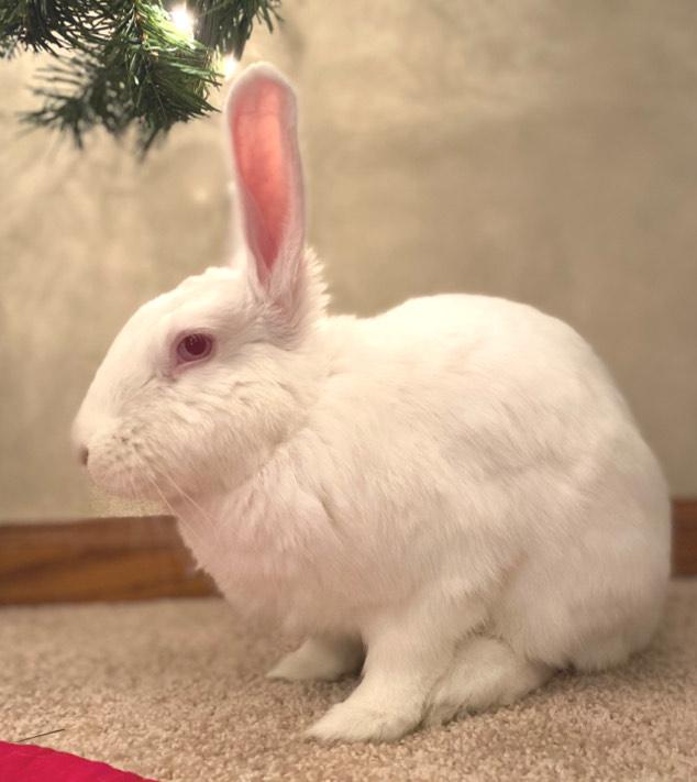 Enlarge Ender, a ADOPTABLE American in Oshkosh, WI image 6/6