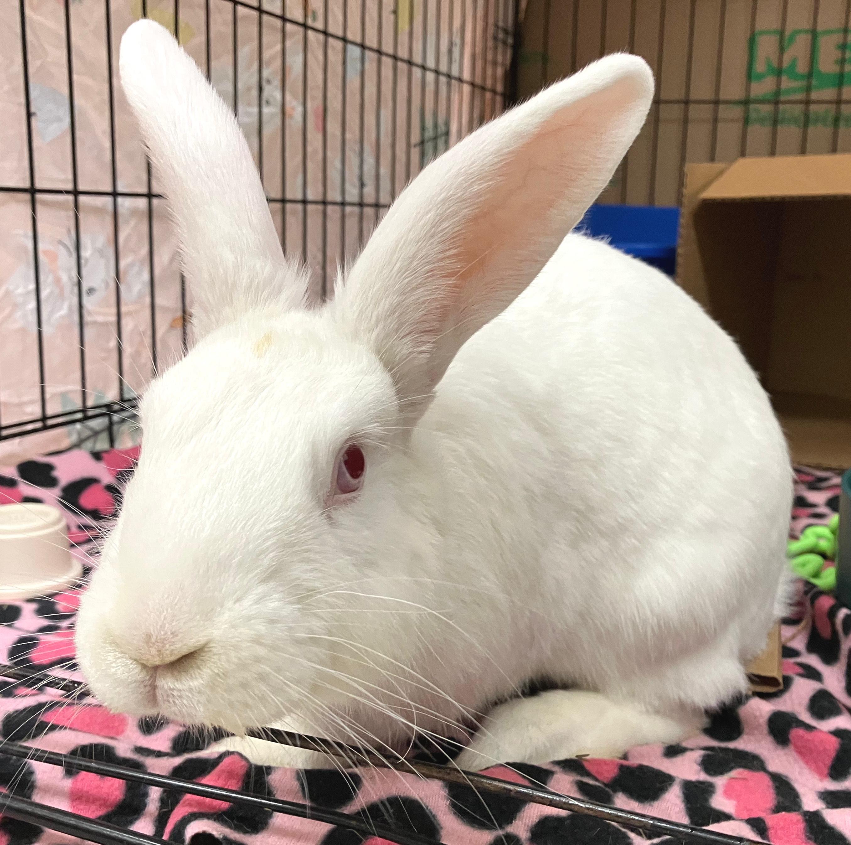 Enlarge Ender, a ADOPTABLE American in Oshkosh, WI image 1/4