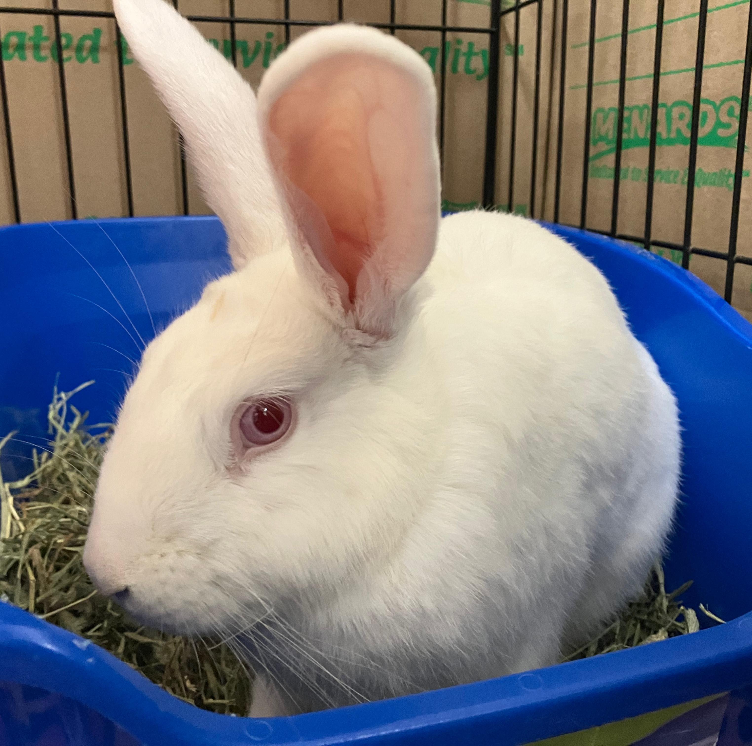 Enlarge Ender, a ADOPTABLE American in Oshkosh, WI image 4/4