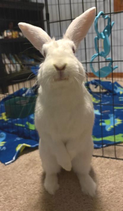 Enlarge Ender, a ADOPTABLE American in Oshkosh, WI image 2/6