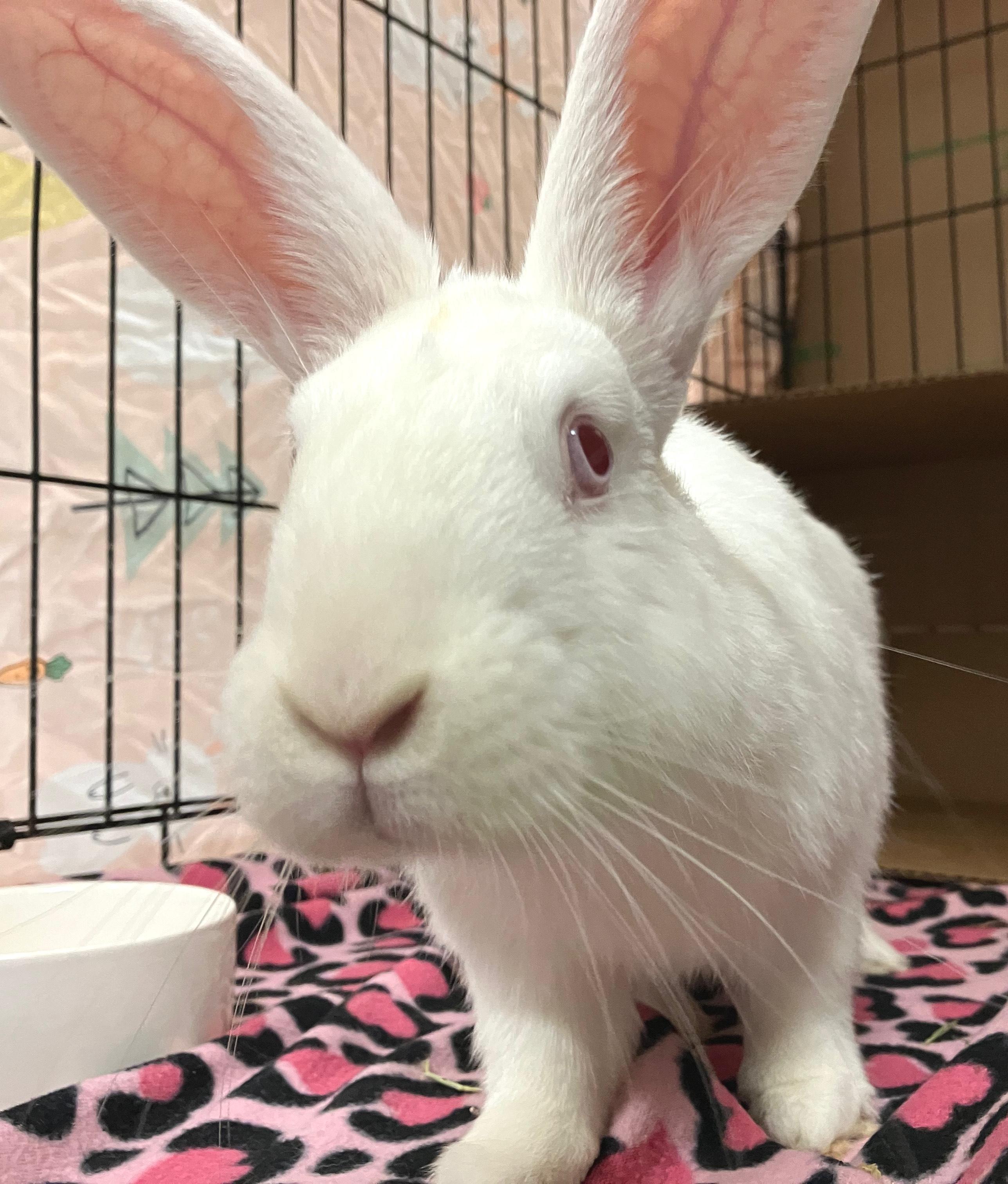 Enlarge Ender, a ADOPTABLE American in Oshkosh, WI image 2/4