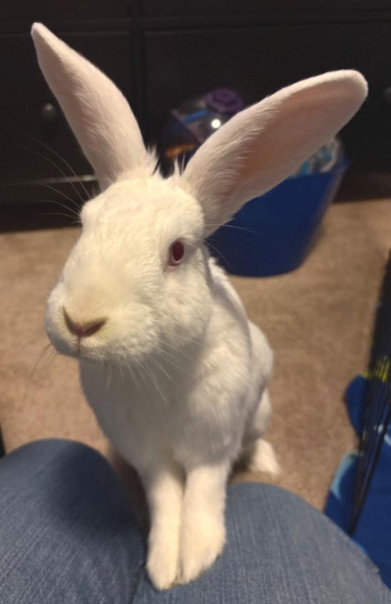 Enlarge Ender, a ADOPTABLE American in Oshkosh, WI image 1/6