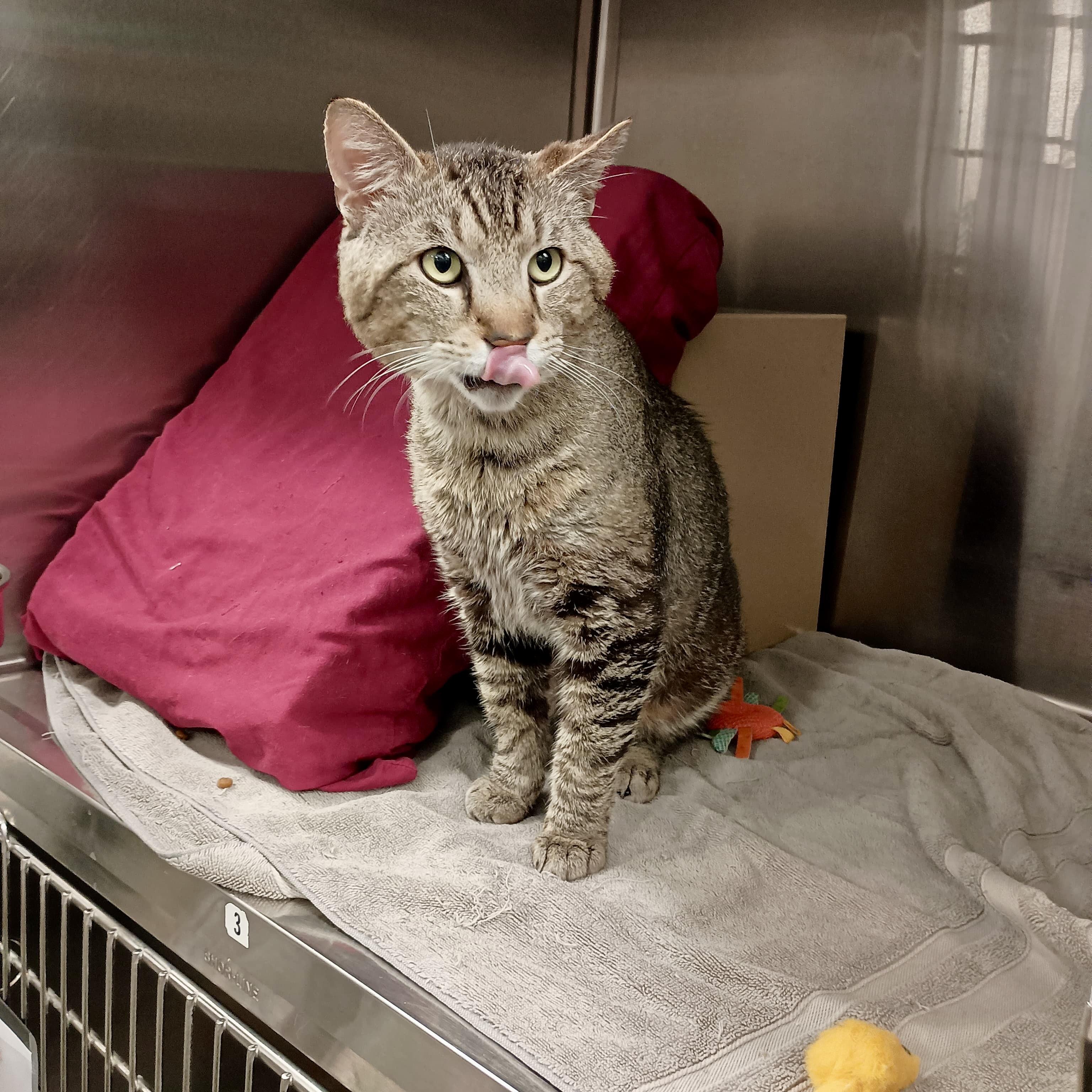 Toffee, a Adoptable Tabby in San Juan Capistrano, CA image 3/3