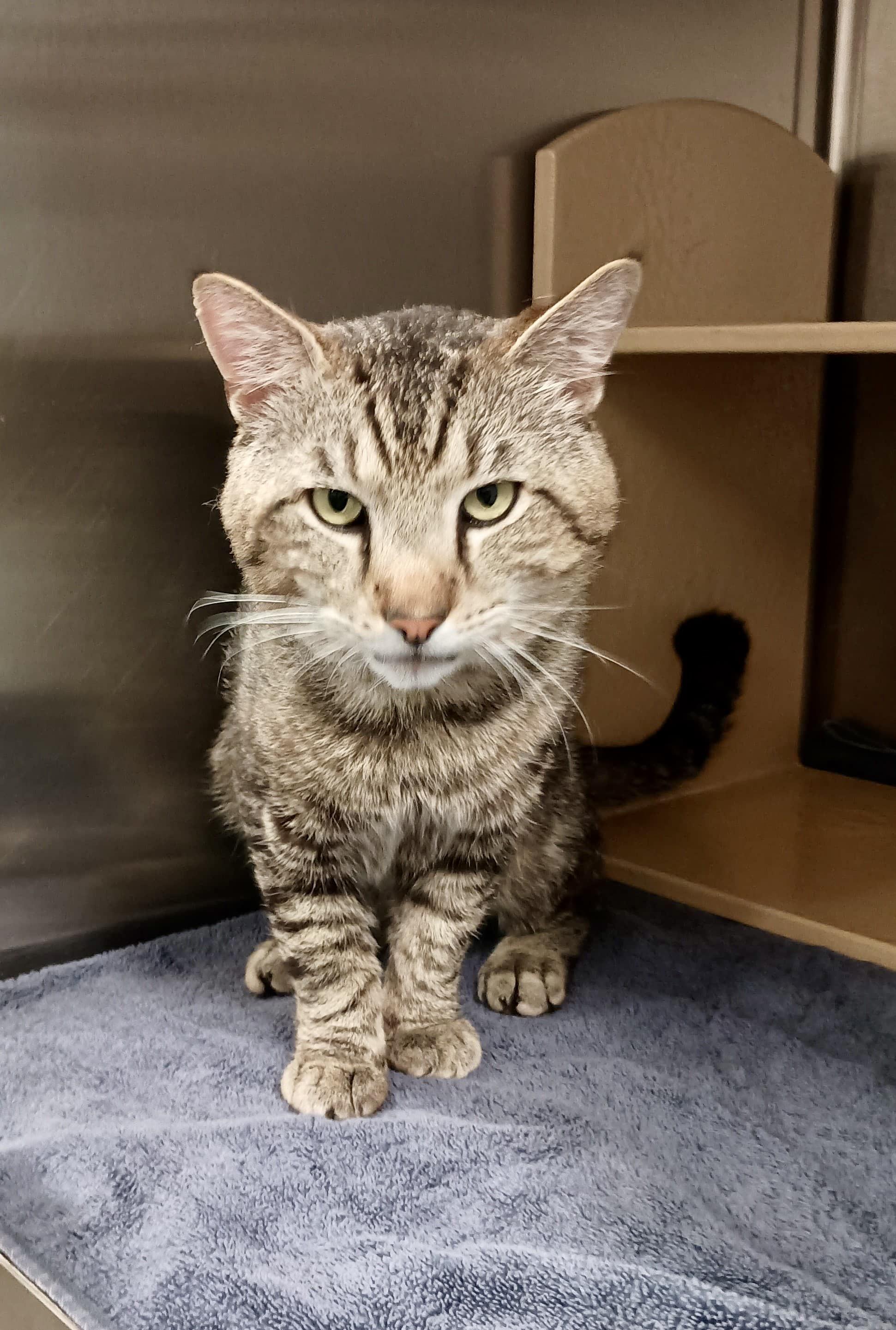 Toffee, Adoptable, Adult Male Tabby.
