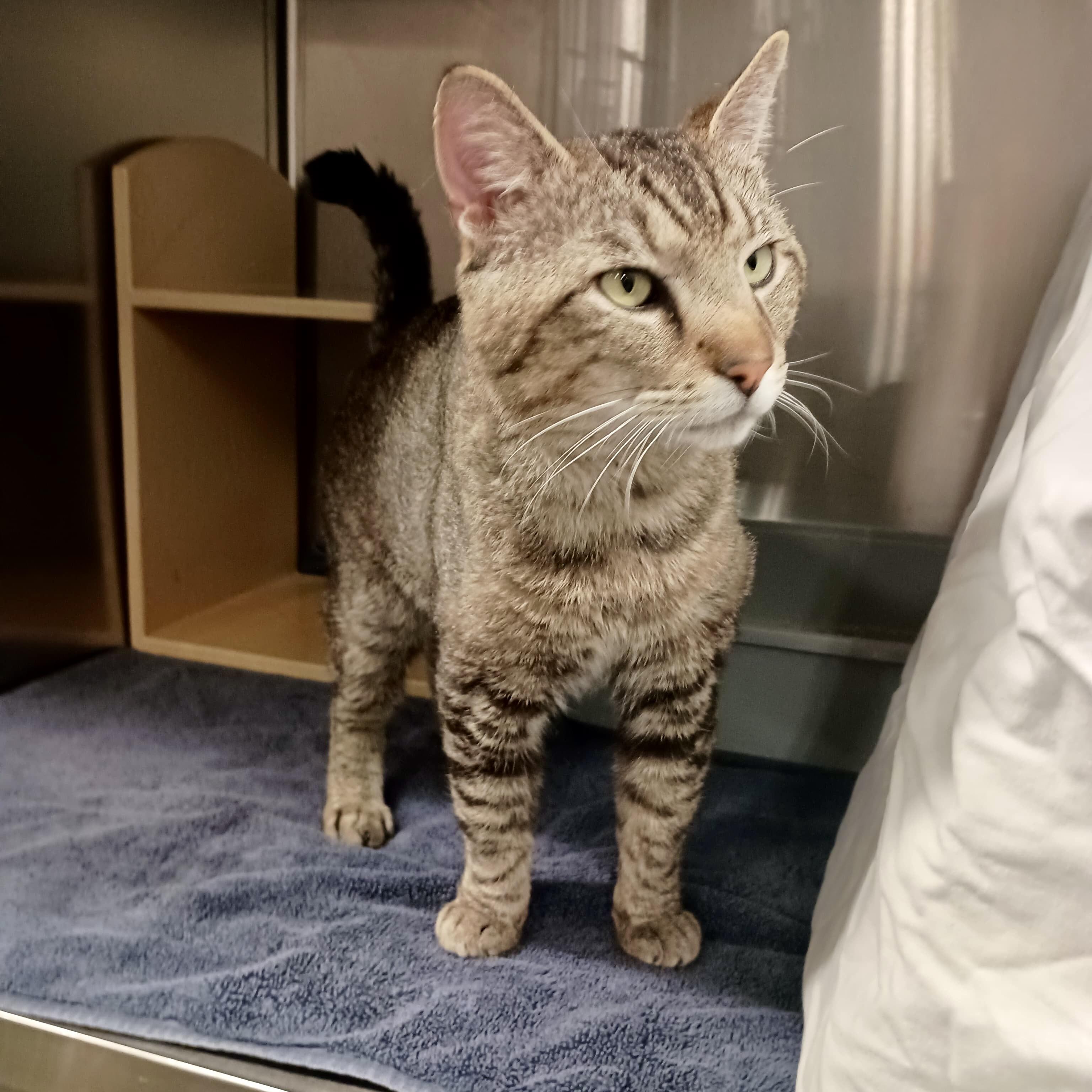 Toffee, a Adoptable Tabby in San Juan Capistrano, CA image 2/3