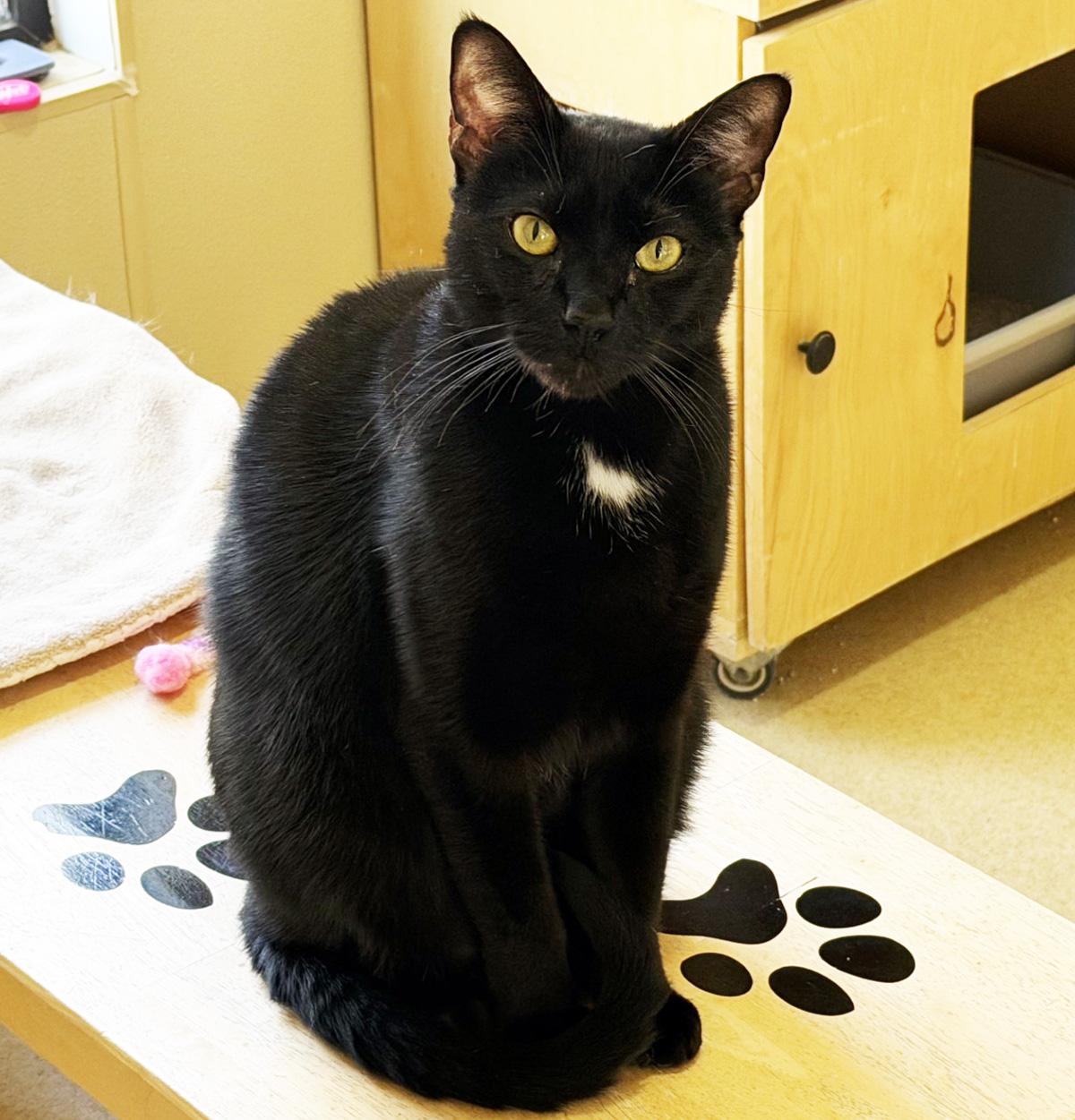 Enlarge BINX - MY ADOPTION FEE IS HALF PRICE IN JUNE, a ADOPTABLE Domestic Short Hair in San Clemente, CA image 1/2